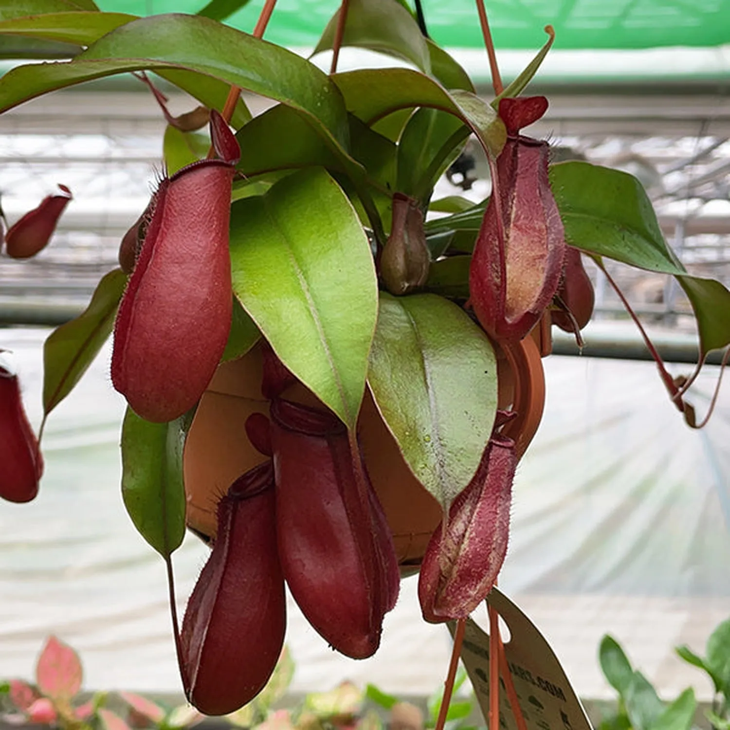 25 - 35cm Nepenthes Bloody Mary in Hanging Pot Monkey Jars 14cm Pot House Plant