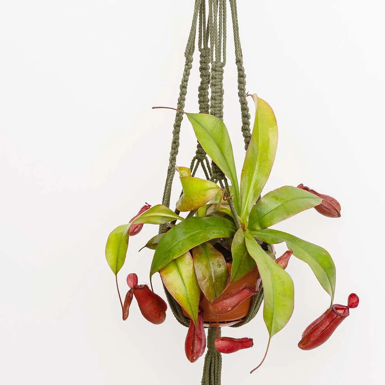 25 - 35cm Nepenthes Bloody Mary in Hanging Pot Monkey Jars 14cm Pot House Plant