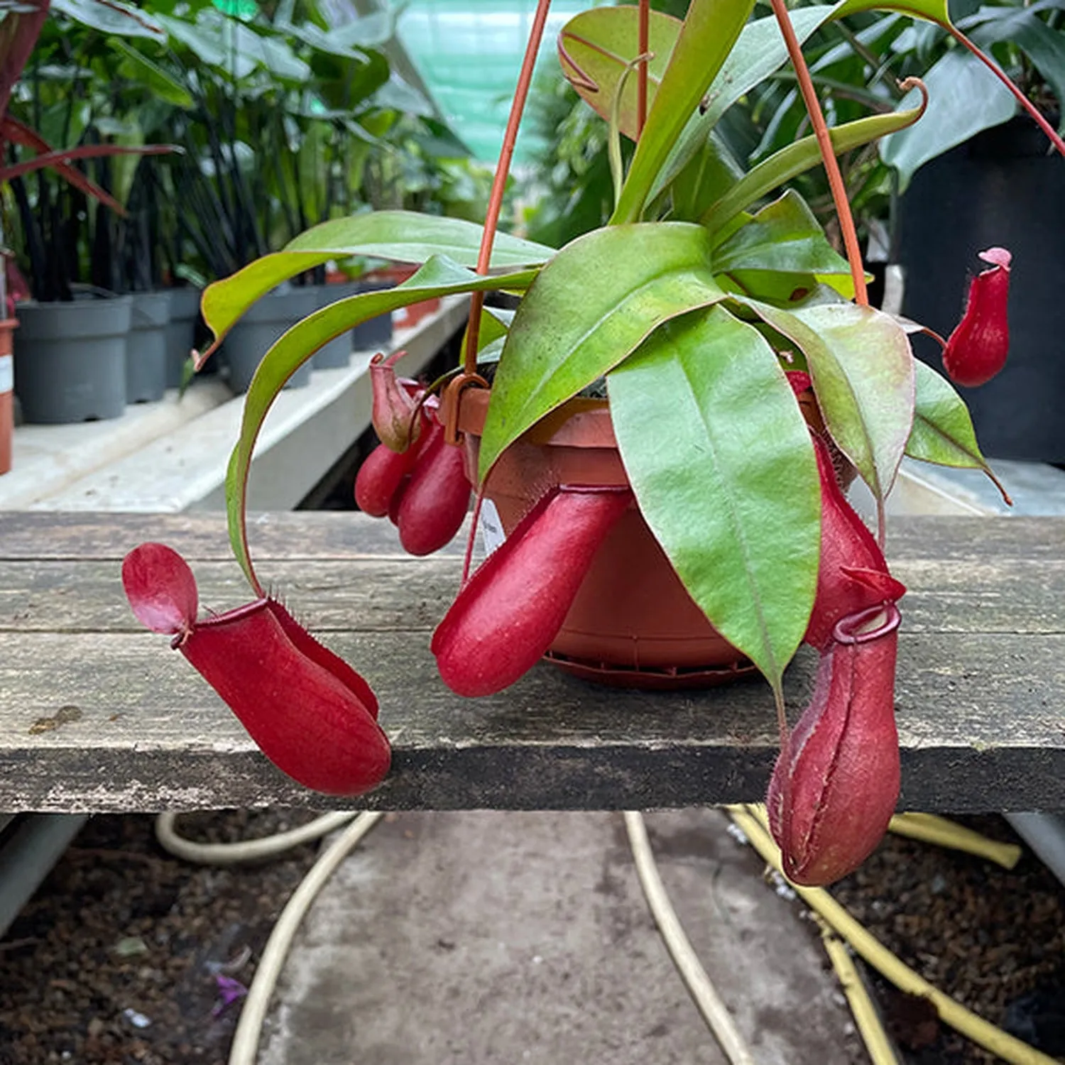 25 - 35cm Nepenthes Bloody Mary in Hanging Pot Monkey Jars 14cm Pot House Plant