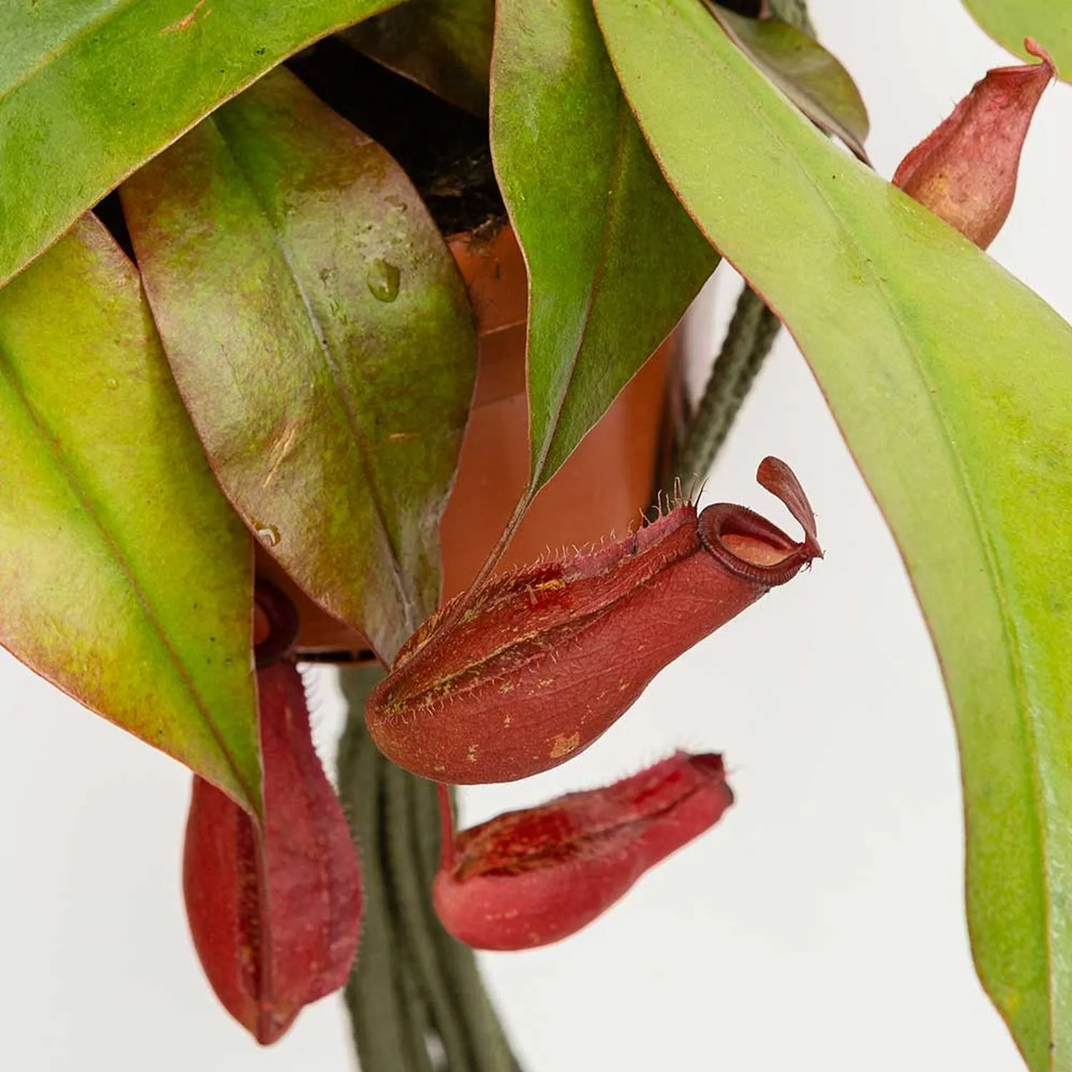 25 - 35cm Nepenthes Bloody Mary in Hanging Pot Monkey Jars 14cm Pot House Plant