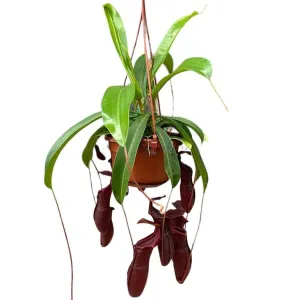 30 - 40cm Nepenthes Bill in Hanging Pot Monkey Jars 14cm Pot House Plant