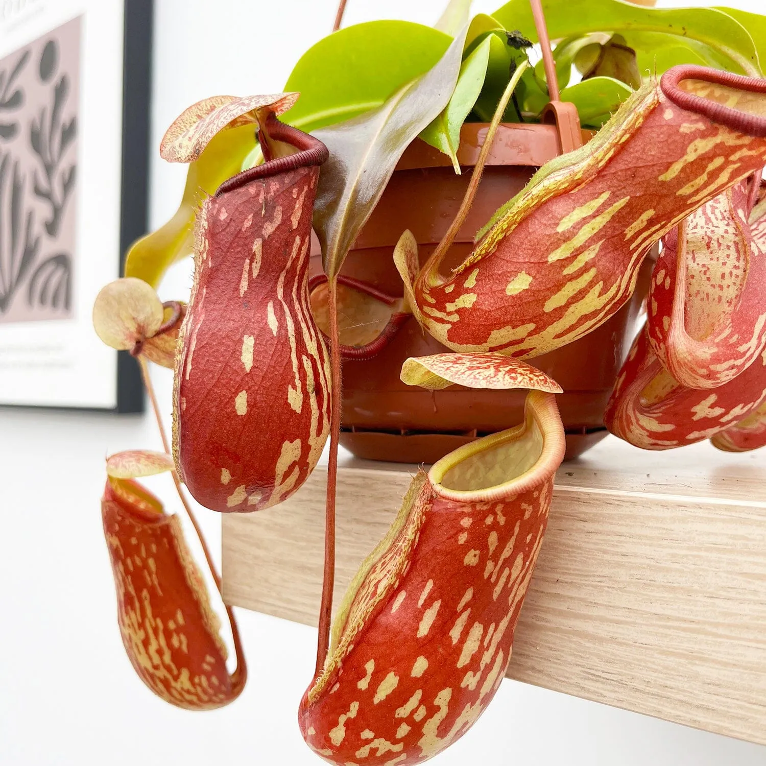 30 - 40cm Nepenthes Gaya in Hanging Pot Monkey Jars 14cm Pot House Plant