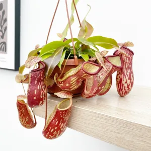 30 - 40cm Nepenthes Gaya in Hanging Pot Monkey Jars 14cm Pot House Plant