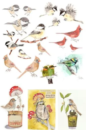 Roycycled - Roycycled Catalog of Birds by Lexi Grenzer